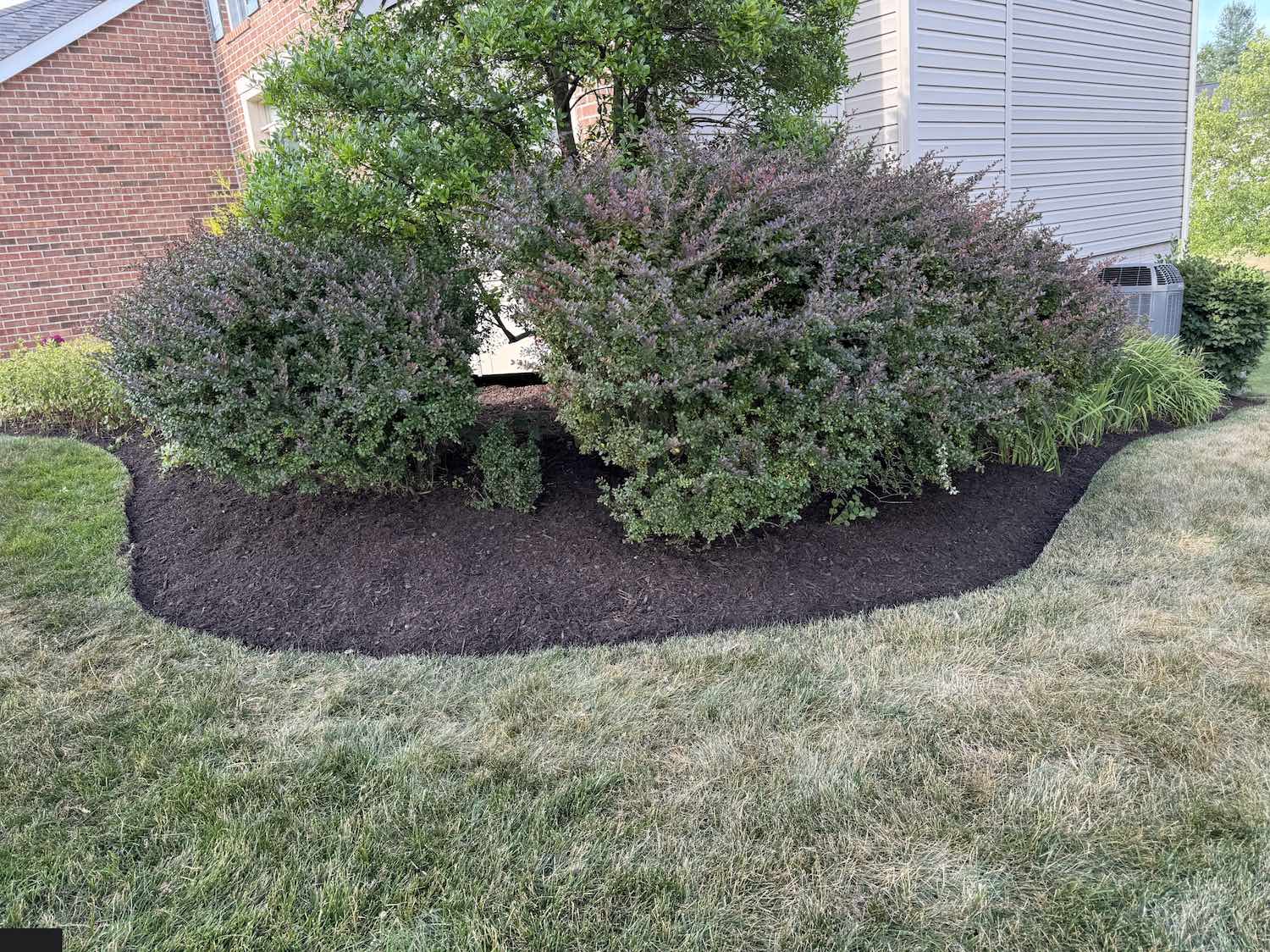 Wineleaf-Mulch